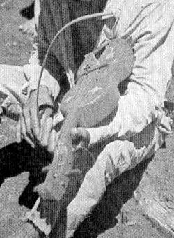 Jóven Mbïá tocando un rabel de su propia fabricación. Colonia Gob. Lanusse, Prov. De Misiones ,Argentina,1973.(foto: Irma Ruiz)